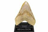 Serrated, Fossil Megalodon Tooth - Indonesia #279204-3